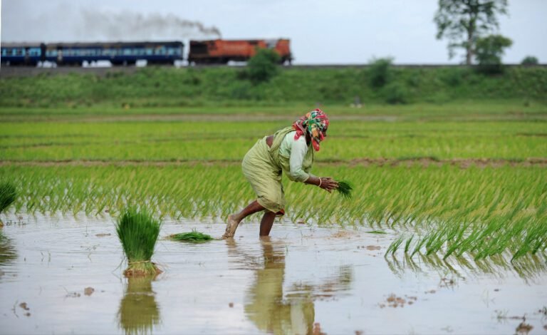 Varaha Helps Indian Farmers Reduce Climate Damaging Practices Such As Crop