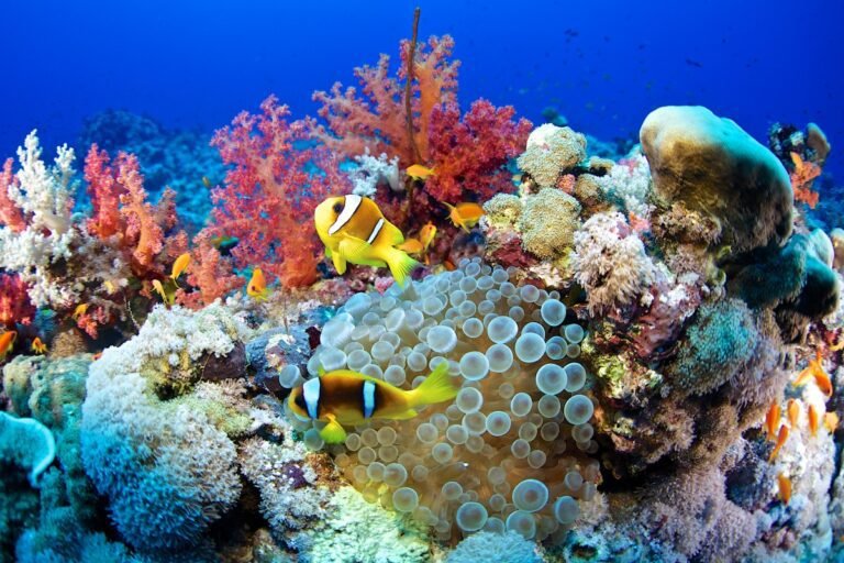 Google Looks To Artificial Intelligence To Help Save Coral Reefs