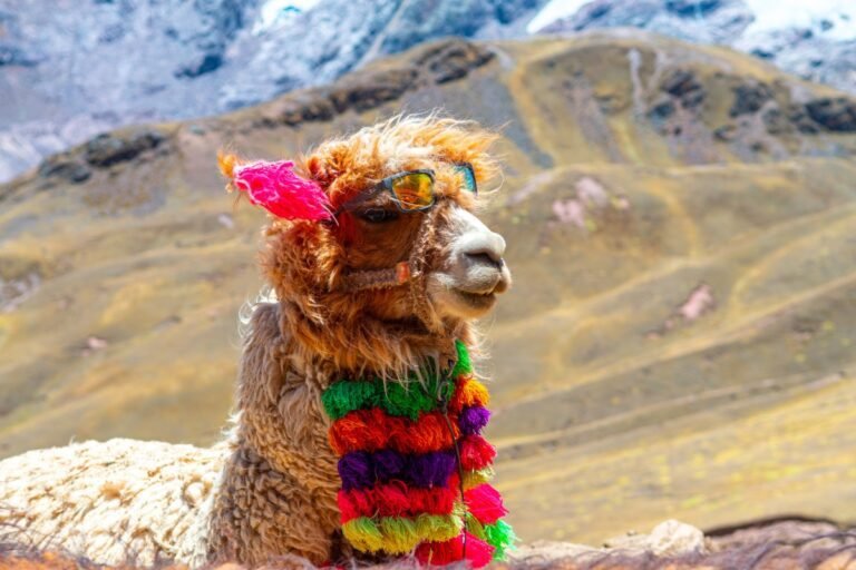 Alpaca increases C order to carry API brokerage platforms to new markets Alpaca Increases C Order To Carry Api Brokerage Platforms To