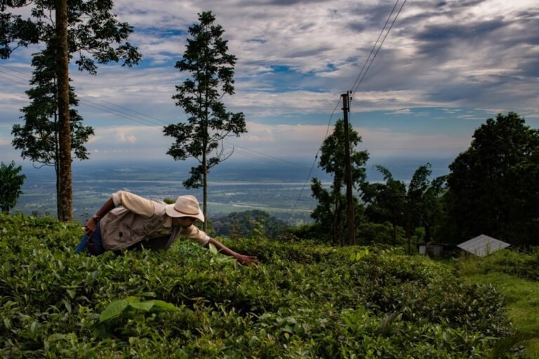 Alt Carbon scores $ 12m seeds to remove carbon in India Alt Carbon Scores $ 12m Seeds To Remove Carbon In