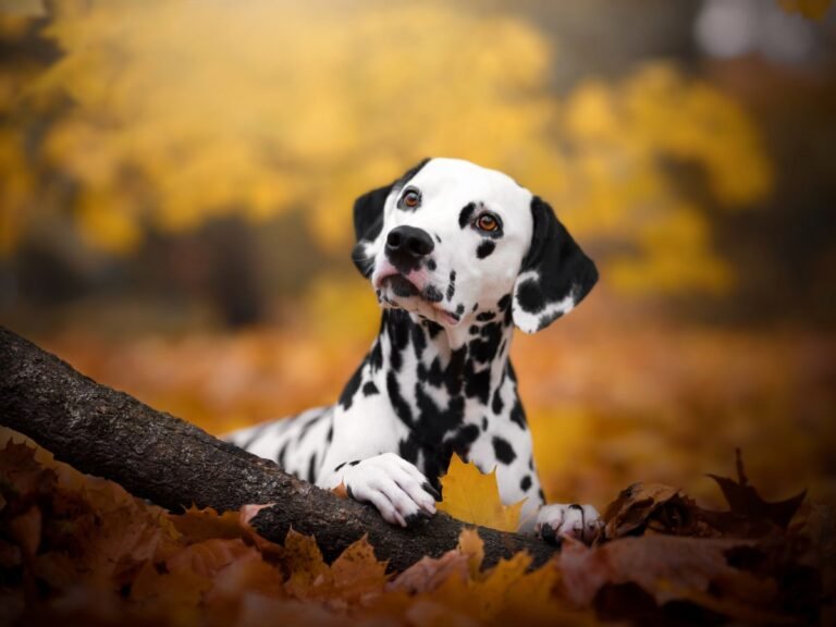 What is Updog? Datadog’s new tool tells you which apps are disabled What Is Updog? Datadog's New Tool Tells You Which Apps