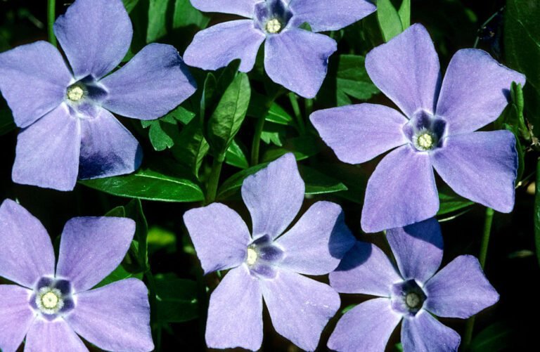 Periwinkle Makes It Even Easier To Host Social Media On